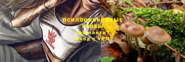 стаф Алзамай